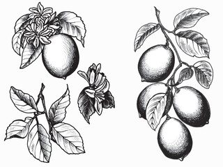 Набор лимонов. Графические черно-белые иллюстрации лимонов на ветке с 
листьями и цветами.  EPS botanical graphics illustration for stickers, patterns, wrapping paper.