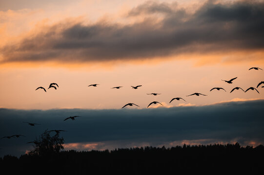 A flock of birds flying in the horizon under a sunset