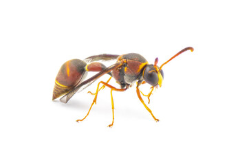 Smiths potter wasp - Eumenes smithii - isolated on white background front side profile view