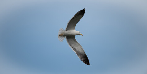 Seagull flying in the sky with the wings spread