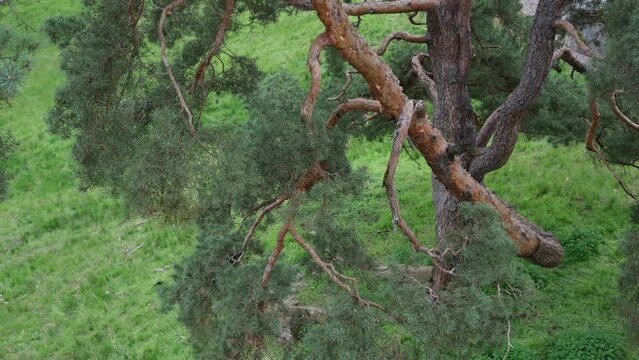 Walhalla, travel destination in Bavaria: an old pine