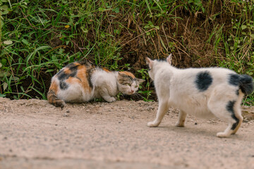 cat fight, cat fight with another cat, animal closeup, animal fighting