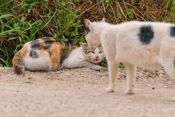 Naklejka na ściany i meble cat fight, cat fight with another cat, animal closeup, animal fighting