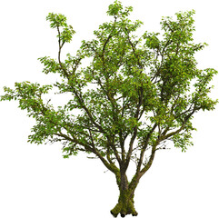 Side view of Cinnamomum Camphora tree