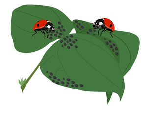 Ladybug eating Aphis craccivora Koch.