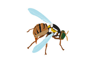 Bactrocera correcta on white background.