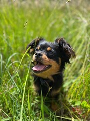 dog in grass