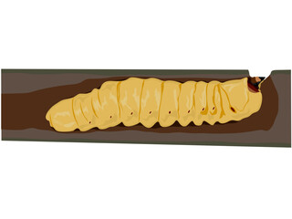 Stem boring grub or Dorysthenes buqueti Guerin on white background.