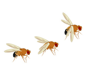 Fruit fly or Drosophila melanogaster on white background. - obrazy, fototapety, plakaty