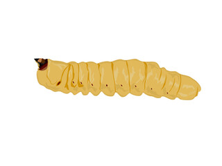 Stem boring grub or Dorysthenes buqueti Guerin on white background.