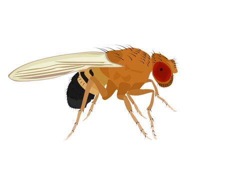 Fruit fly or Drosophila melanogaster on white background.