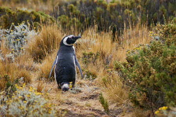 Magellanic penguins in Patagonia Argentina.