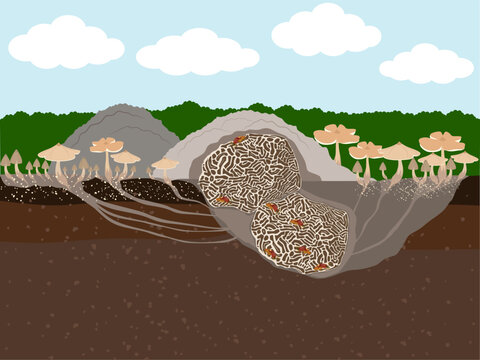 Termitomyces fuliginosus Heim is a wild mushroom that grows well in natural conditions.