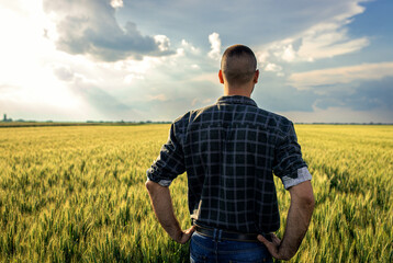 Naklejka na ściany i meble Rear view of young farmer walking in a green wheat field examining crop.
