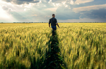 Fototapeta Rear view of young farmer walking in a green wheat field examining crop. obraz