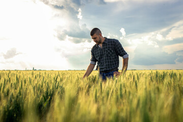 Fototapeta Young farmer standing in a green wheat field examining crop. obraz
