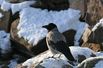 Crow looking into the horizon
