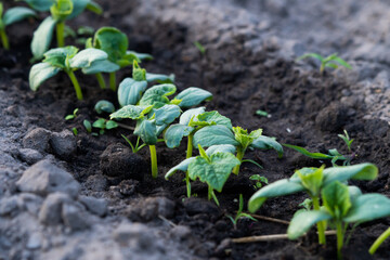 Cucumber sprouts in the field , seedlings in the farmer's garden , agriculture, plant and life concept (soft focus, narrow depth of field).