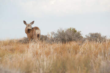 vecchie automobili americane