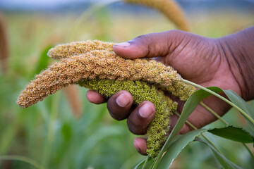 Hand-holding millet spike in the agriculture harvest field