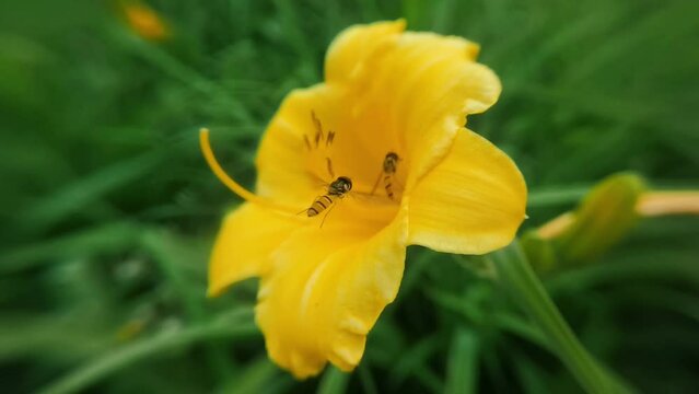 honey bee slow lens slow motion gather flower flight macro microcosmic