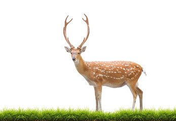 beautiful male sika deer with green grass isolated on white background