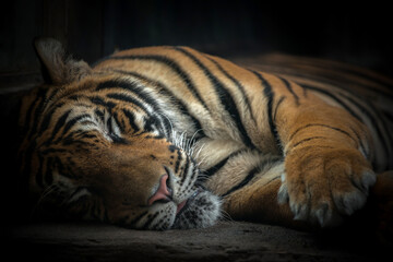 Fototapeta na wymiar bengal tiger sleeping on floor