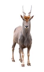 common eland (Taurotragus oryx) isolated