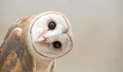 Fototapeta premium common barn owl ( Tyto albahead ) close up