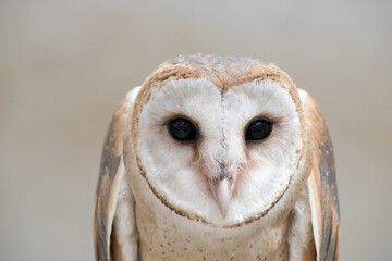 common barn owl ( Tyto albahead ) close up