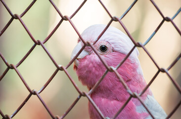 galah cockatoo scientific name (Cacatua roseicapilla) in cage