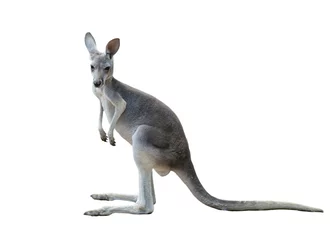 Keuken spatwand met foto gray kangaroo isolated on white background © Mara