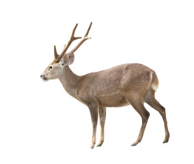 Obraz premium hog deer isolated on white background