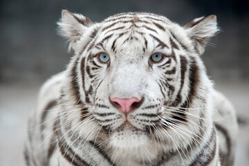 white bengal tiger (Panthera tigris) in captive environment