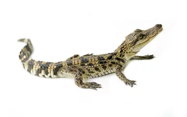 Foto op Plexiglas young crocodile on white background © Mara