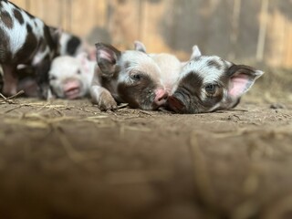 Piglet snuggling 