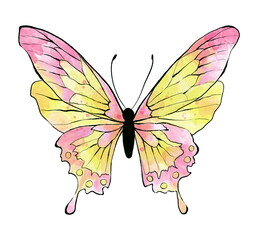 Watercolor pink Butterfly, isolated on white background