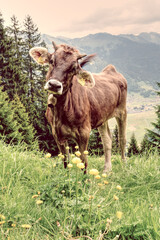 Fototapeta premium Kuh, Kalb im den Bergen vom Bregenzerwald Vorarlberg