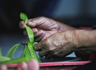 hands of a person planting a plant