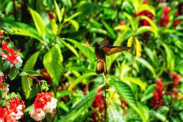 Fiery throated hummingbird in flight.