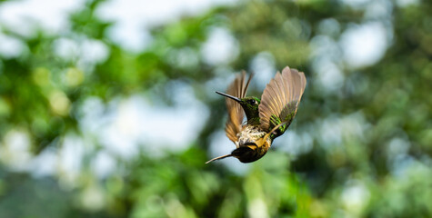 Hummingbird in flight, Ecuador