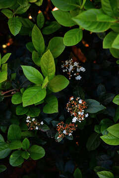 Planta Con Hojas Verdes Y Flores Blancas