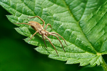 Listspinne (Pisaura mirabilis) mit einem regenerierten, erst kürzlich nachgewachsenen Bein auf einem grünen Blatt - Baden-Württemberg, Deutschland