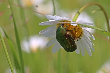 Goldglänzender Rosenkäfer (Cetonia aurata) auf Margeritenblüte (Leucanthemum vulgare)