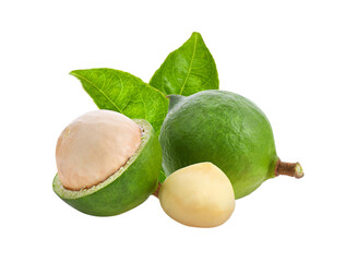 macadamia nuts with leaf isolated on transparent png