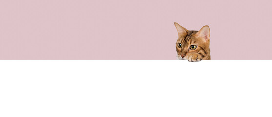 Obraz premium A red cat peeks out from behind a white banner.