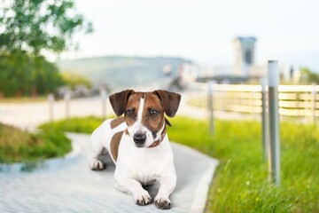 Fototapeta na wymiar Cute smart young dog in the park