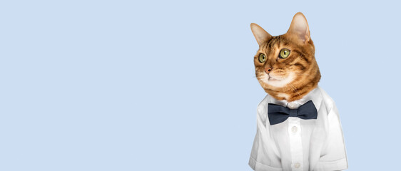 Cat in a shirt and bow tie on a blue background.