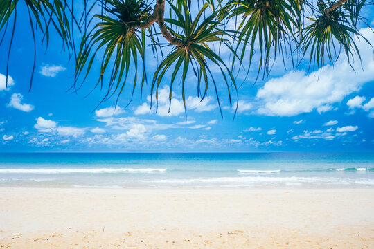 Tropical beach and coconut palm tree with blue sky background.