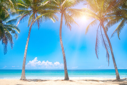 Tropical beach and coconut palm tree with blue sky background.
